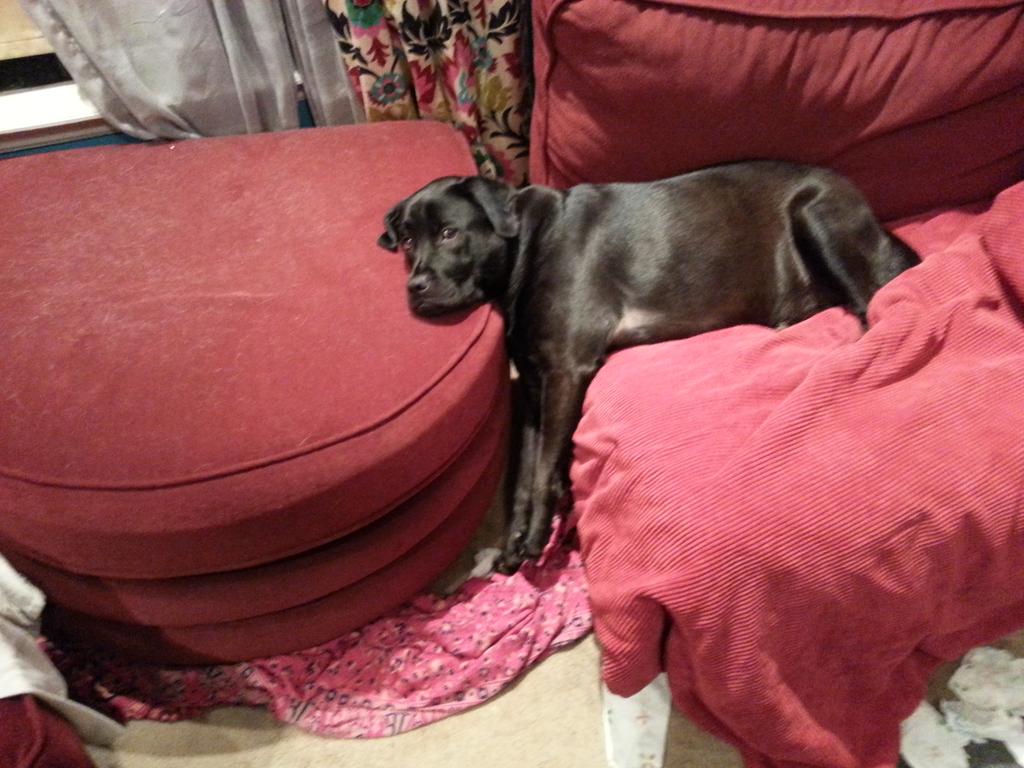 PLEASE SHARE AND HELP THE POLICE FIND THE EVIL PERSON WHO IS SPOILING THIS DOG BEYOND REPAIR! OMG THE HORRORS OMG OMG