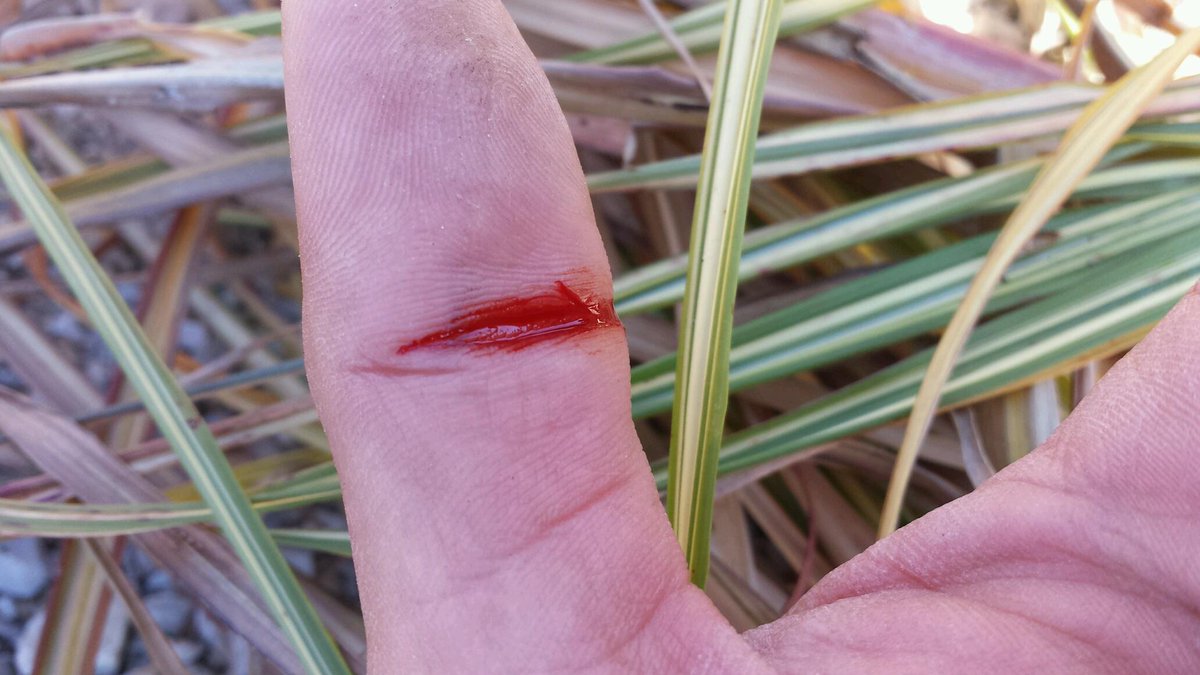 callawayfields's tweet image. Always wear gloves when cutting back your ornamental #grasses. Those leaf blades are sharp!  #gardening