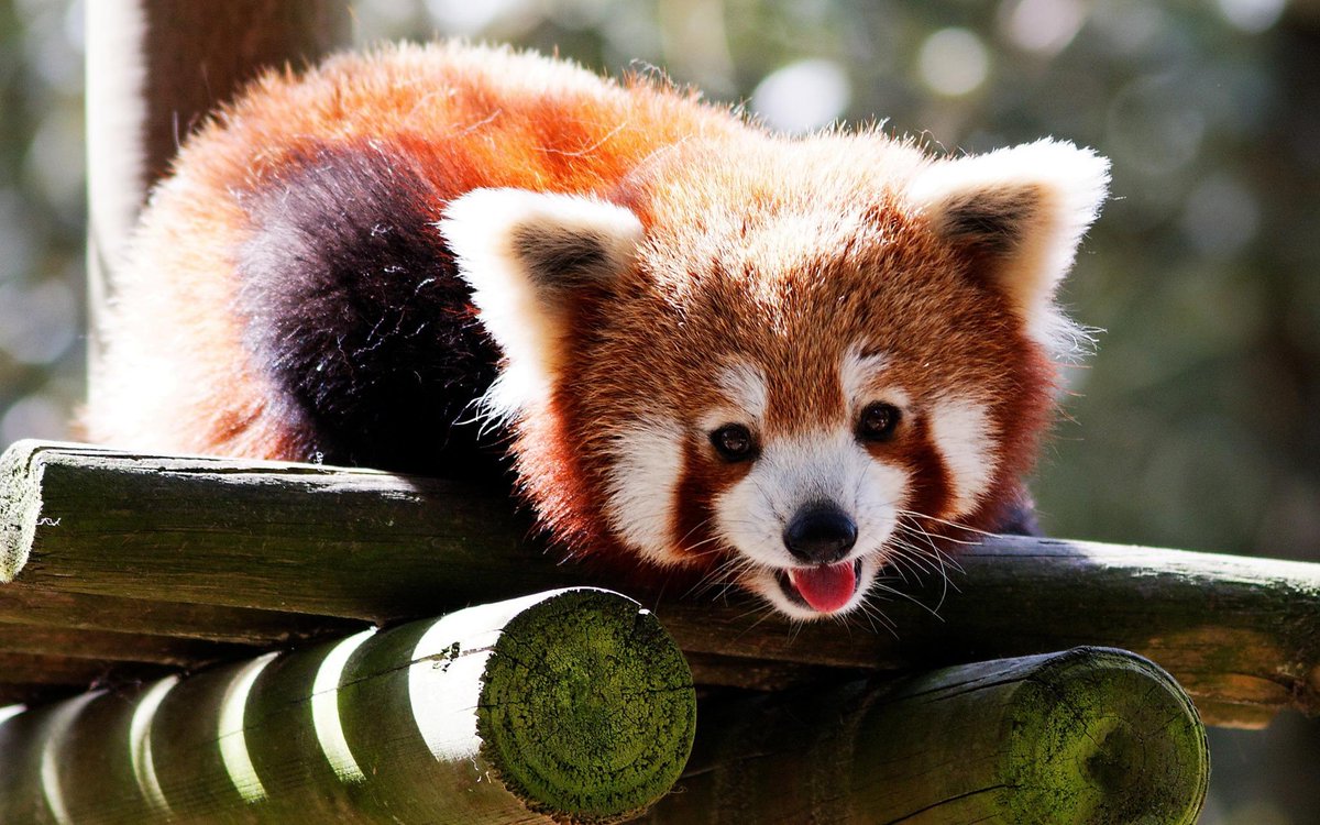 CutenessRocks_'s tweet photo. Fav &amp; Rt if you would take this fella home http://t.co/nPuSnQ6x45 http://t.co/lzksUywECe