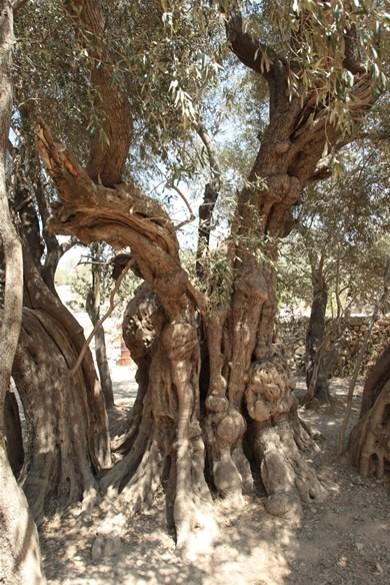 Bu da dünyanın en eski zeytin ağacı. Beytüllahim'de, Al Walaja adlı bir köyde. 4000-5000 yaş biçmişler!