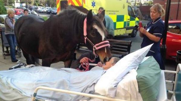 valdemolinos's tweet photo. El cáncer se la llevó, después de cumplir su último deseo: despedirse de su caballo. http://t.co/R9bte9O5RB http://t.co/zfAUXHEuY5