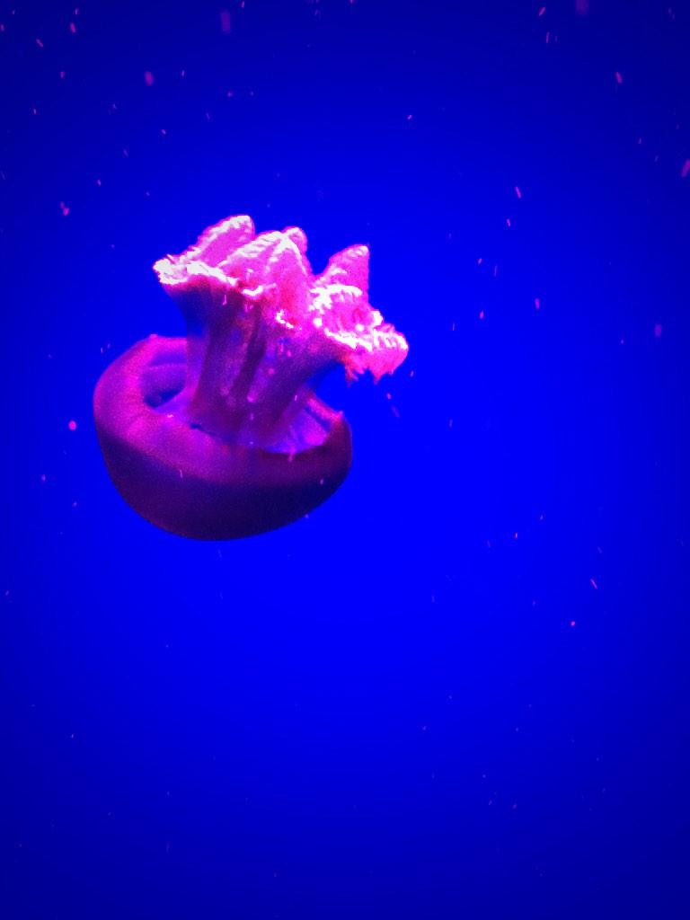 barenakedladies's tweet image. Another really fun visit to @RipleysAquaCA can't get enough of Octopus Prime. #SuckerForSuckers #EveryWeekIsSharkWeek