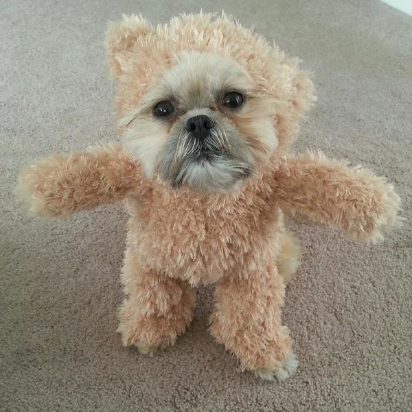 teddy bear dog costume teddy bear dog costume