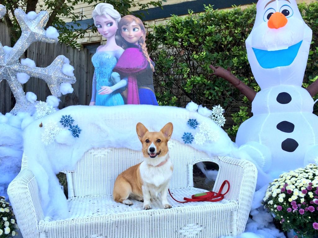 SiritheCorgi's tweet photo. @PEOPLEPets @Doggyloot "Let it gooo! Barrooo!!" 🎶❄️ #cutepic http://t.co/hxRj18xArT