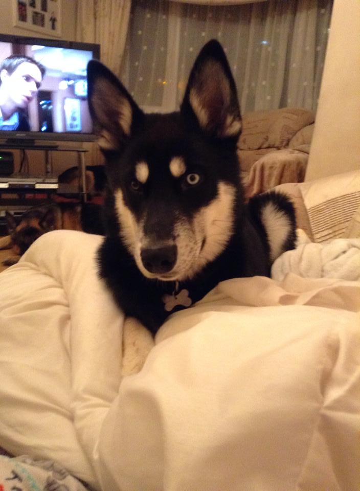 caroline tweet media