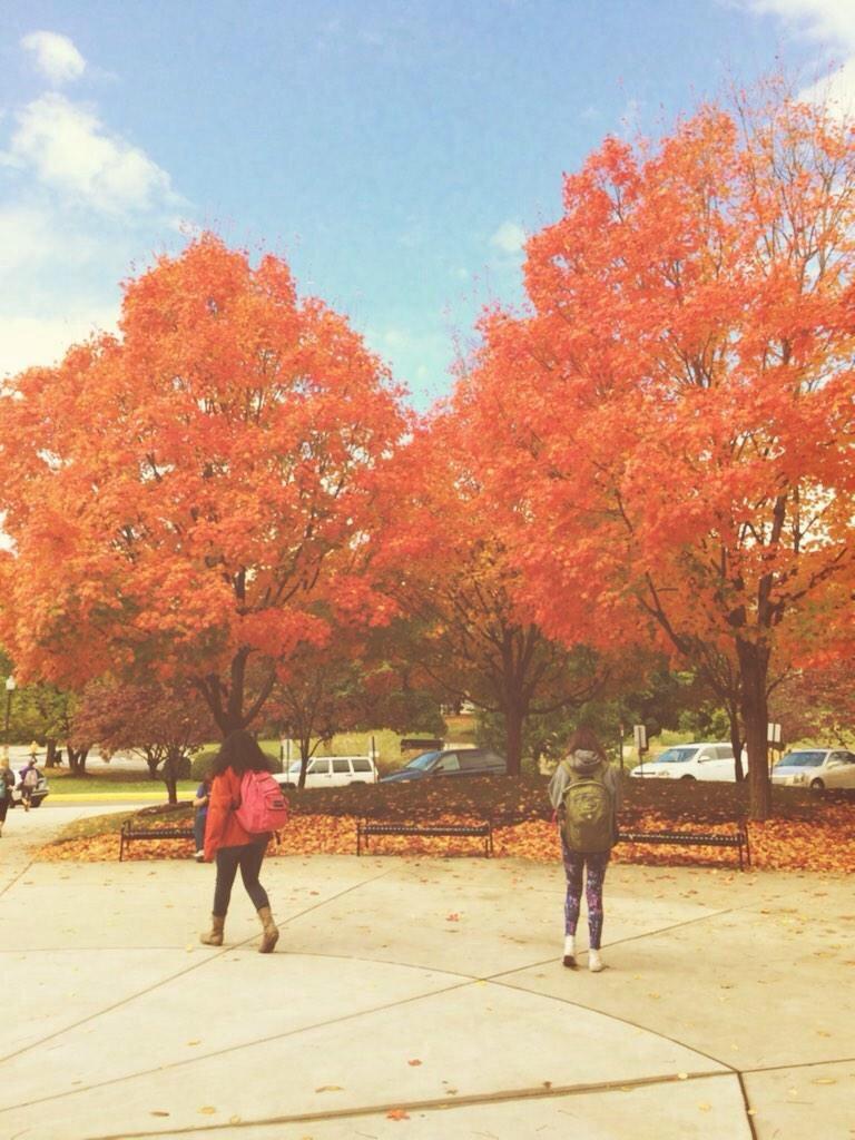 UTKprobs's tweet photo. Even the trees know when it's Big Orange Friday
#notaUTKprob http://t.co/NYDVFT8NYs