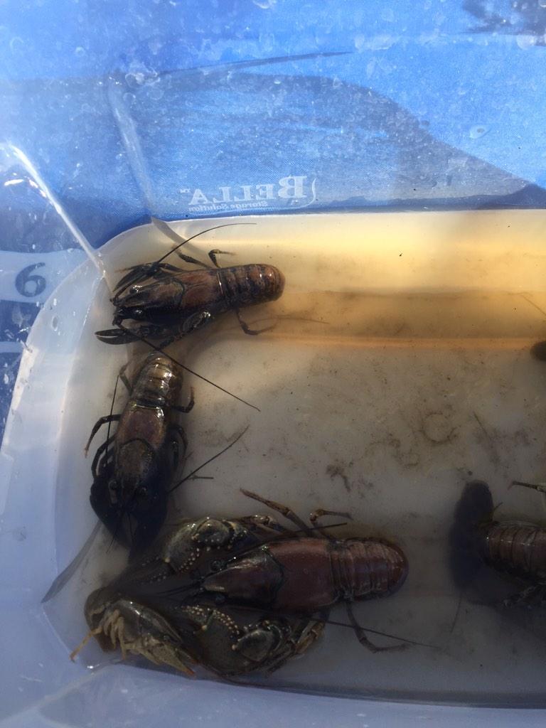 TurntCarrot's tweet photo. “@HickmanRoach: DAMN y'all seen deez shawtys?
Hickman's got some aquatic females today! #waterroach #roachlyfe http://t.co/sa3OINAt88” omfg