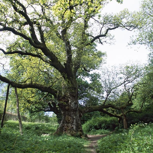 countrylivinguk's tweet photo. Don't forget to add your voice to our #VITrees campaign and safeguard our living monuments http://t.co/gXk0EIHKM2 http://t.co/by5R98CE8W