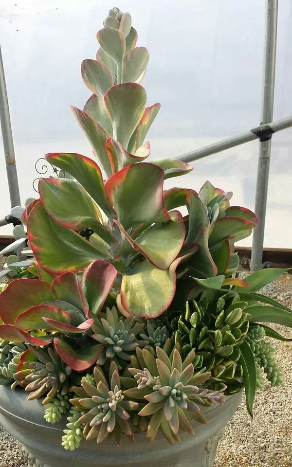 callawayfields's tweet image. Gotta love #succulents #gardening