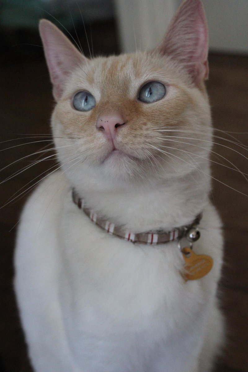 CatStrongArm tweet picture
