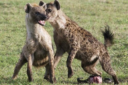 @AbandonedZelena They're such a delight!!! *Harley pulls out a picture of her two hyenas, grinning madly*