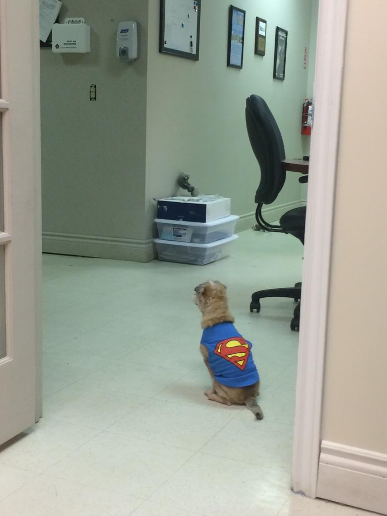 NSSPCA's tweet image. Super Murphy is protecting the Provincial Office today! Thanks for visiting today Murph! #fosterdog #toothlesswonder