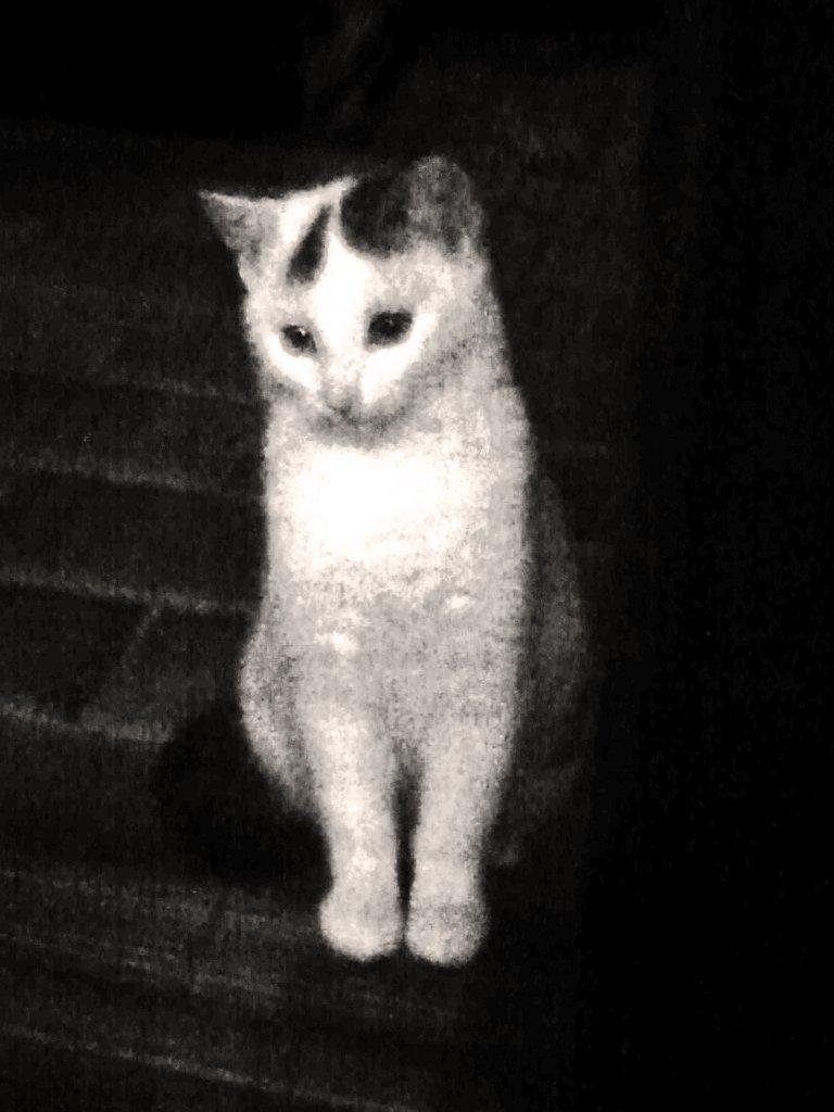 sweat_cholate's tweet image. My cat is creeping on me again