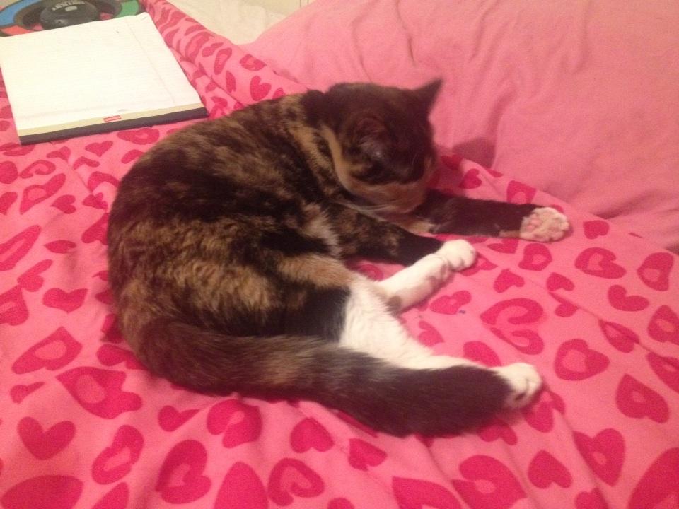 CaleiyahW's tweet photo. This is my cat licking her self http://t.co/p1wkMehheu