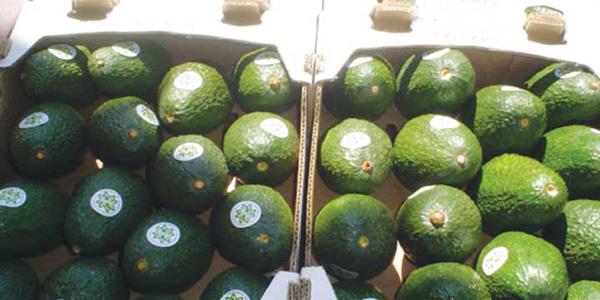 revista2000agro's tweet photo. Liderazgo en producción de aguacate
http://t.co/sXfjYDJdYC http://t.co/wXuRbAJVvi