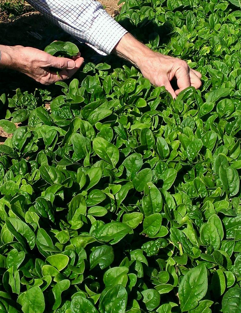 It's better when it's fresh. #organic #spinach #farmlife #homegrown