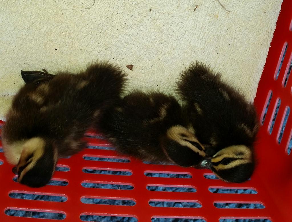 johnv604's tweet image. 3 ducks rescued from drain and in the care of WIRES