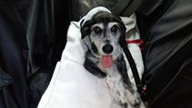 Sayudaanimales's tweet photo. Golfo ya está de nuevo en el refugio.Sería genial k pudiera recuperarse en una casa para poder vigilarle la herida http://t.co/X2CxijIrdw