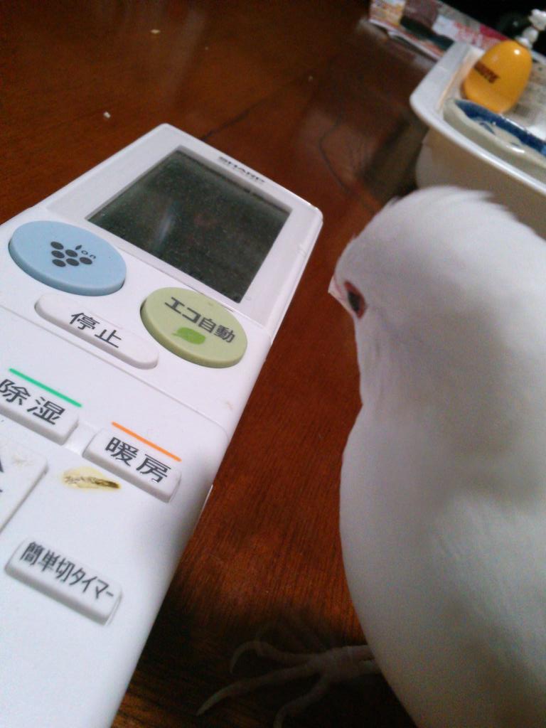 Yamagonn やまごん On Twitter 寒いからエアコンを入れて のサインだったら凄いo O リモコンに注目 文鳥 Http T Co Gtomkp1lmm