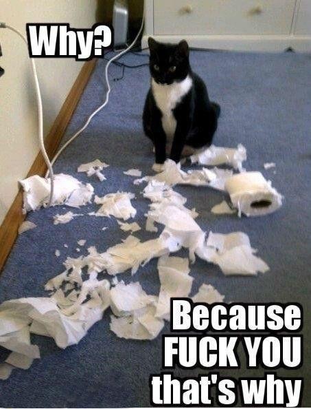 FunnGeeks's tweet photo. Whyyy??? - http://t.co/hc0BFfxx5G
#cats #funnycats #catimages http://t.co/u3yY2Ez21v