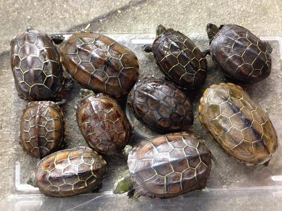 ウンキュウ イシガメ クサガメと交雑種の特徴 見分け方