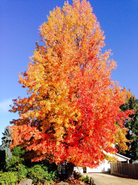 When my youngest daughter was three, she said of this tree, "Heavenly Father (more: chumly.com/n/295e100 )
