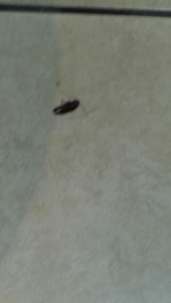 WorldTrendy's tweet photo. Eww @Starbucks , even if its a #dead_cockroach in the toilet... that shouldn't be there!!! http://t.co/3GQMqTMJjI