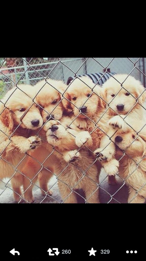 sfgujvdfg's tweet image. To many puppies