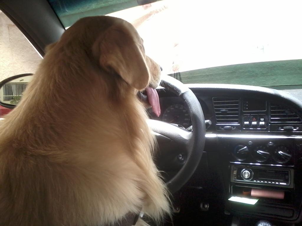 SAMZreader's tweet image. DRIVING DOG!! #cute #dog #drive