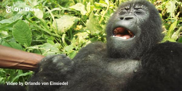 nytimes's tweet photo. He struggles to save gorillas from a brutal war in Central Africa. He also makes them laugh http://t.co/RygP7qZUnE http://t.co/PNXuzarGCG