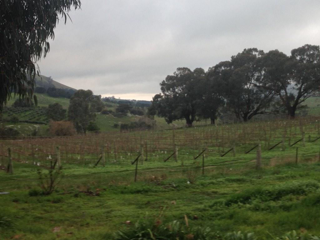 Shiraz Guru (@shirazguru) on Twitter photo Tasting the McIvor Estate Shiraz 2010 a sophisticated wine with great fruit and spice <a href="/mcivorestate/">McIvor Estate</a> #wine #shirazguru Tasting the McIvor Estate Shiraz 2010 a sophisticated wine with great fruit and spice <a href="/mcivorestate/">McIvor Estate</a> #wine #shirazguru