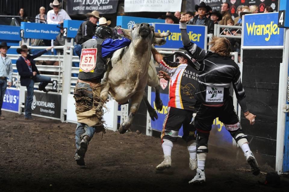 Proud of this little blue bugger! #CFR41