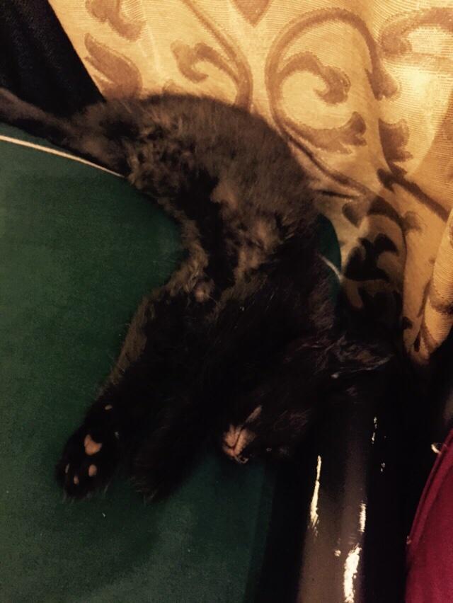 Marcosorosco's tweet photo. Got home from work and my girlfriends cats pissed on my blankets lol little shit then passed out http://t.co/TLFpuAxdoz