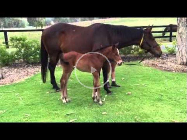 Stablesmart's tweet image. @KitchwinHills video of a lovely filly by @coolmorestud's Pierro o/o half sis to Steps In Time bit.ly/1xeTRjw