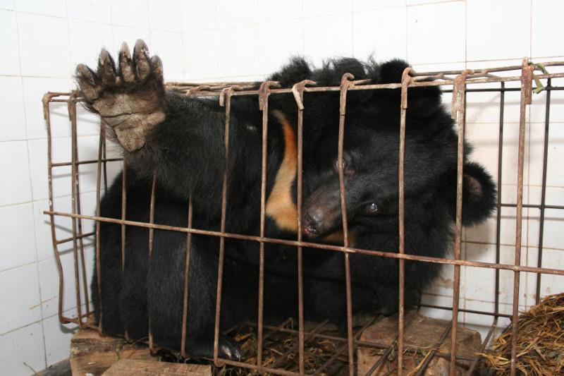 Protect_Wldlife's tweet image. 5 Things You Need to Know About Bear Bile Farming onegreenplanet.org/animalsandnatu… @OneGreenPlanet @AnimalsAsia @rickygervais