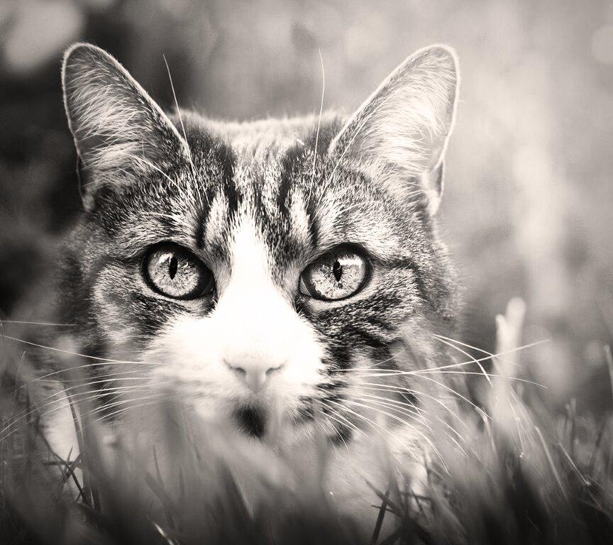 Marcus David tweet media