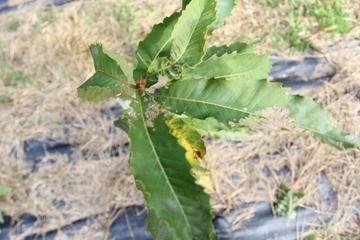 LiveScience's tweet photo. Iconic US Tree May Be Saved by Genetic Engineering http://t.co/CXfJNLbJcH http://t.co/IKPecqG7P4