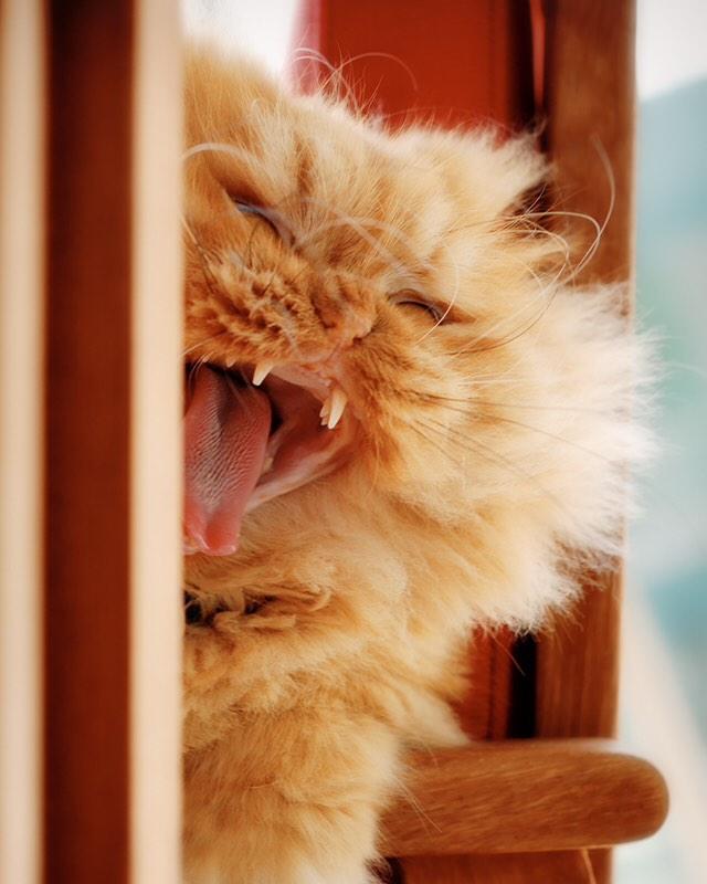 MeetGarfi's tweet photo. I smiled once. That was the worst three seconds of my life.' -Garfi The Angry Cat #AngryGarfi #angryCat #Garfi http://t.co/lV0idsBYe5