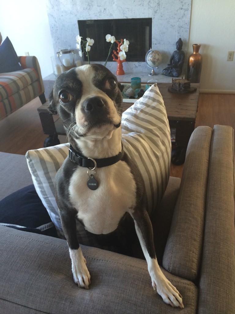 DinDinsPets's tweet photo. This is LA Lacy. Our newest @DinDinsPets ambassador from across the pond. http://t.co/iJArEsKtgK