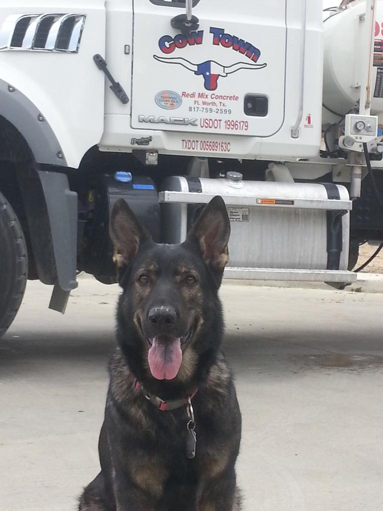 Michael_Goff21's tweet photo. @GSDLore Tessa tagged along this morning to help make sure the concrete crews got the job done http://t.co/tw48pc7Uxf