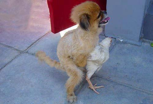 elcapiperez's tweet photo. Sé que no somos de la misma especie pero...
#ExplícaleEsoAlCorazón http://t.co/L2sNd82875