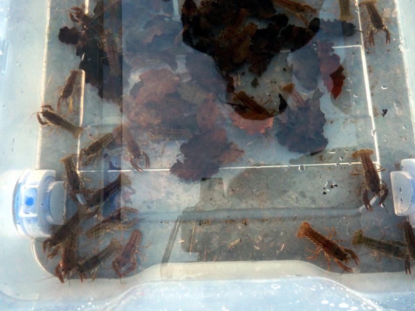 Agents_Rurals's tweet photo. +Fotos ahir Repoblació conca #Llobregat amb cranc de riu autòcton (perill d'extinció) #ADEFFA i #agentsrurals #fauna http://t.co/KxJ6cZDTOg