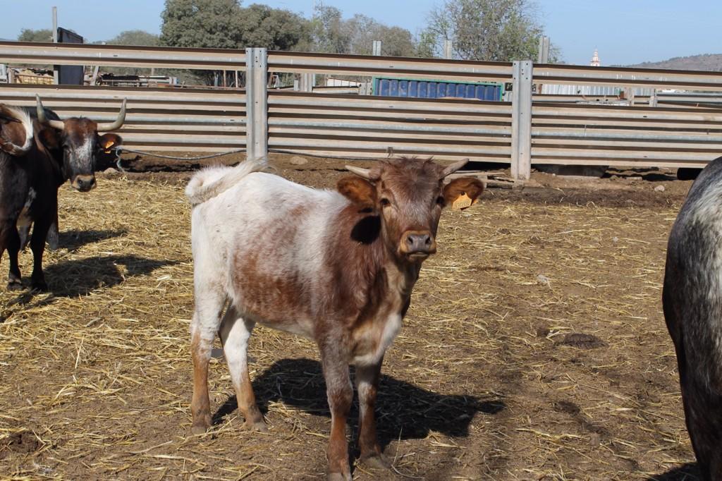Una de las becerras del '14