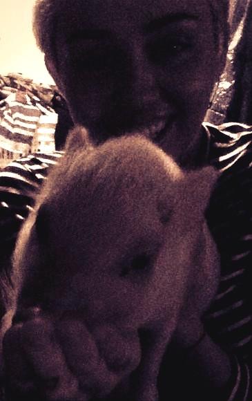 MylyCyruz's tweet photo. New personal pic of @MileyCyrus with pig pig 🐷🐷🐷🐷 http://t.co/1jCnKQgYZp