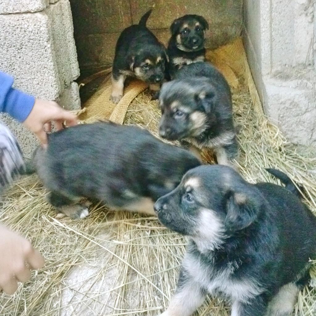 MaryMora22299's tweet photo. Se vende 5 cachorros de Pastor Alemán, por favor, interesados/as que contacten conmigo por MD o por wa. #Gracias #RT http://t.co/EAIszXFroN