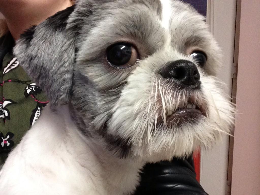 laurenfriel's tweet photo. @susanmason66 @bad_diabetic @ninjabetic1 #cutecures meet Moose http://t.co/tAy4wm3TIb