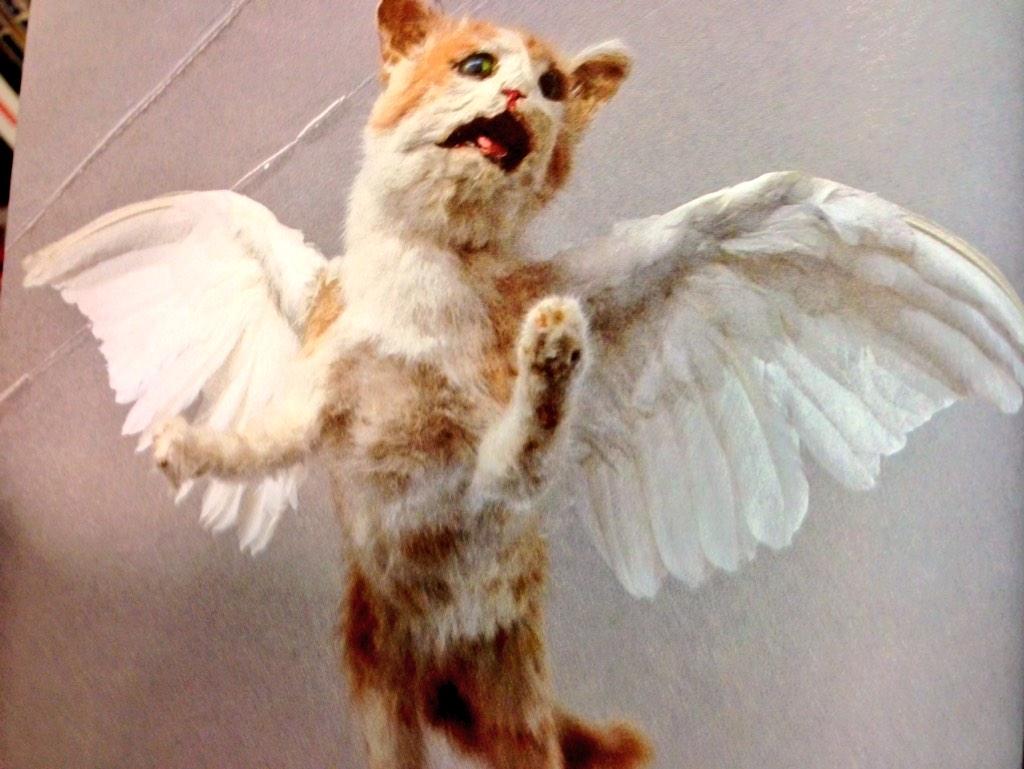 The funny things you find when traveling! #CrapTaxidermy at <a href="/ForbiddenPlanet/">Forbidden Planet</a> #TabbyThePegasus