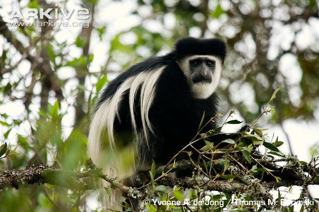 Mammals_Suck's tweet photo. Nutrient Balance in B&W Colobus Monkeys by Caley Johnson #NEPEEB #ForagingTheory #NutrientBalancing http://t.co/JiWe5vFOy2
