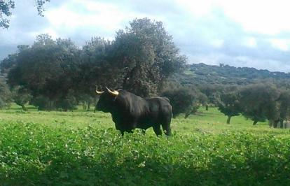 gentdelbou's tweet photo. La belleza del toro bravo en el campo http://t.co/cUiB1yCvjt