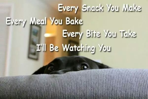 LikeCatsNDogs's tweet photo. http://t.co/J1CT1M7y66